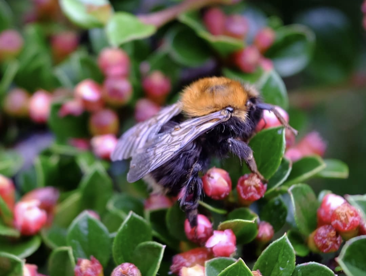 Close up photo of a bee on leaves and red plant.